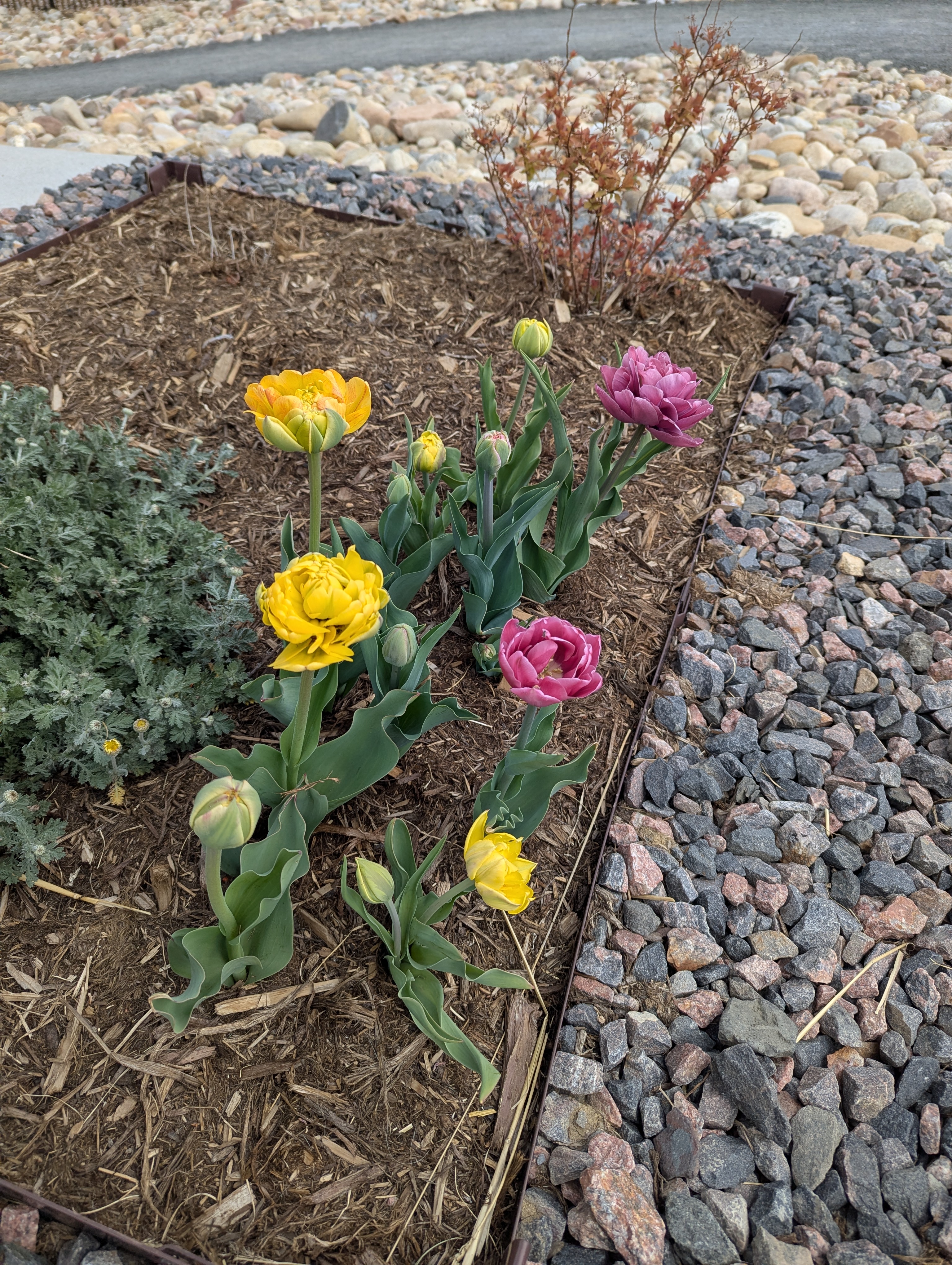 Garden, Flowers, Morrison, Colorado